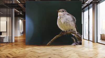 Red breasted Flycatcher Wall mural