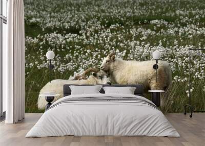 two sheep in a puffs meadow Wall mural