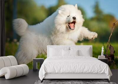 Adorable samoyed puppy jumping Wall mural