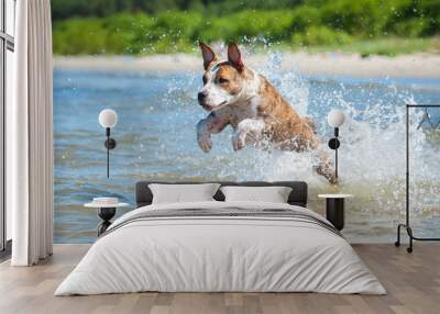 American staffordshire terrier dog running with a lot of splashing in the sea water Wall mural