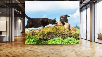 American staffordshire terrier with rabbits and cat outdoors Wall mural