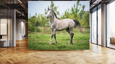 Arabian horse on the pasture in summer Wall mural