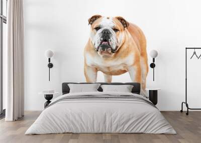 English bulldog standing isolated on white Wall mural