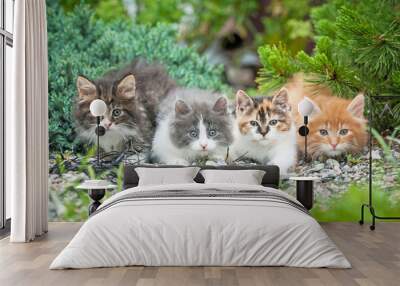 Four little kittens sitting in the garden Wall mural