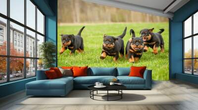 Four rottweiler puppies running Wall mural