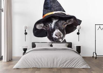 Funny dwarf goat with halloween hat on its head Wall mural