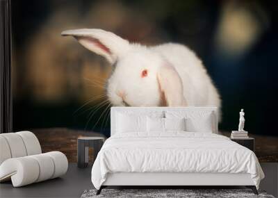 Funny fold albino rabbit with red eye Wall mural