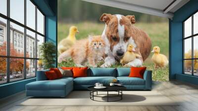 Group of pets together outdoors in summer. Little kitten, dog and ducklings. Wall mural