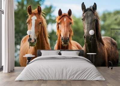 Group of three young horses on the pasture Wall mural