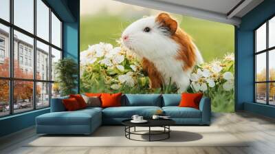 Guinea pig with white flowers in summer Wall mural