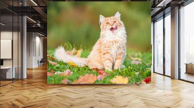 Little funny cat sitting outdoors in autumn Wall mural