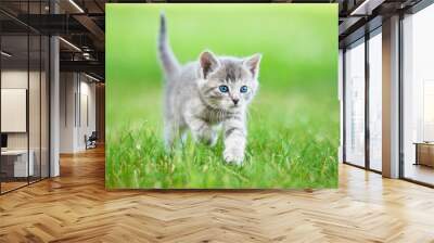 little grey kitten walking in the yard Wall mural