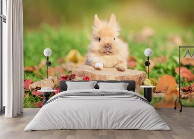 Little rabbit sitting on the stump in autumn Wall mural