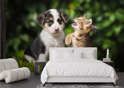 Little tabby kitten playing with little puppy Wall mural