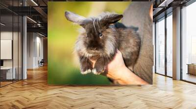 Man keeping beautiful fluffy black angora rabbit in his arms Wall mural