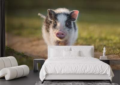 Mini pig walking outdoors in summer Wall mural