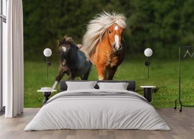 Miniature shetland breed ponies running in the field in summer Wall mural