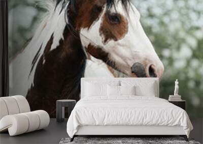 Portrait of american paint horse in summer Wall mural