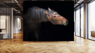 Portrait of beautiful bay horse on the black background Wall mural