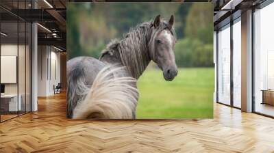 portrait of beautiful grey andalusian horse Wall mural