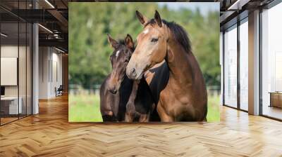 portrait of beautiful mare with a foal in summer Wall mural