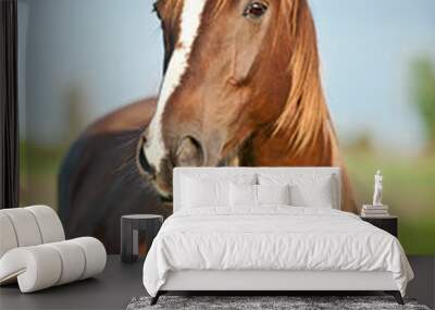 portrait of beautiful red horse in summer Wall mural