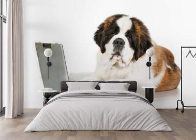 Saint bernard puppy in front of a laptop Wall mural