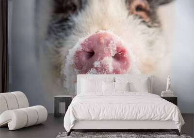 Snowy piglet of mini pig in winter Wall mural