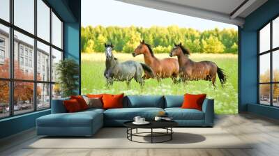 Three horse running trot at flower field in summer Wall mural