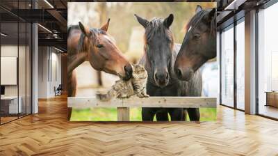 three horses and cat Wall mural