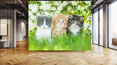 Three little kittens sitting near white flowers Wall mural