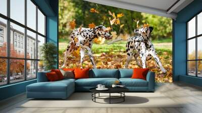 Two dalmatian dogs playing with leaves in autumn Wall mural