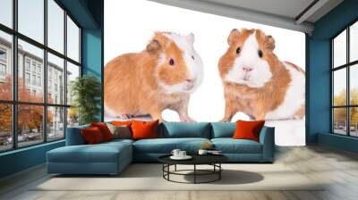 Two guinea pigs isolated on white Wall mural