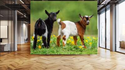 Two little baby goats in summer. Farm animals. Wall mural