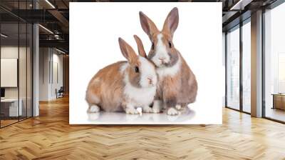 Two little dwarf rabbits isolated on white Wall mural