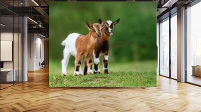 Two little goat babies in summer. Farm animals. Wall mural