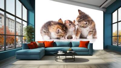 Two little tabby kittens with a rat Wall mural