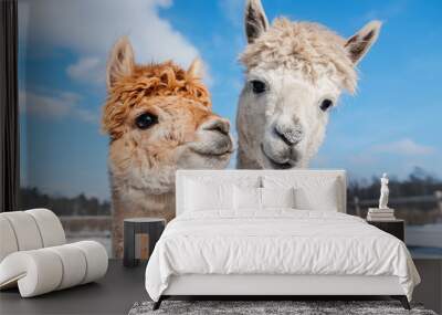 Two lovely alpacas in winter. South American camelid. Wall mural