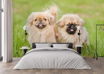 Two pekingese dogs  Wall mural