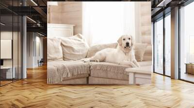 Cute big white dog lies on a sofa in a cozy country house and looks into the camera. Concept of happy pets Wall mural