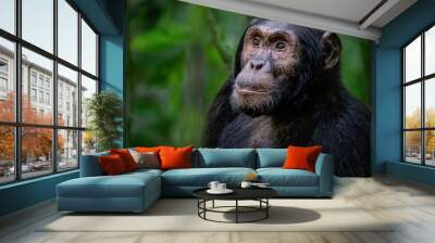 Adult chimpanzee, pan troglodytes, in the tropical rainforest of Kibale National Park, western Uganda. Wall mural