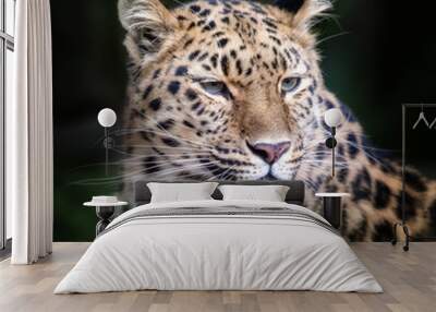 Amur leopard portrait Wall mural