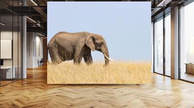 Elephant in the long grass of the Masai Mara Wall mural