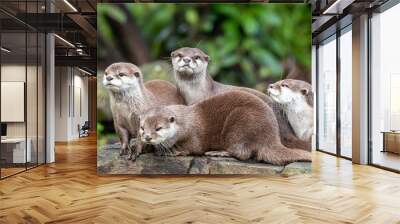 Group of attentive Oriental small-clawed otters Wall mural