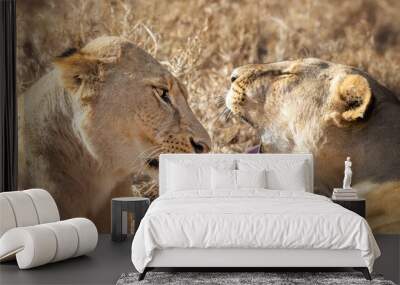 Interaction between two young adult lionesses , panthera leo, in the dry grasslands of the Masai mara, Kenya. Wall mural