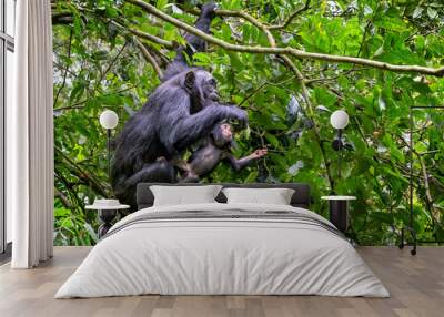 Mother and baby chimpanzees, pan troglodytes, swinging in the tropical rainforest of Kibale National Park, Uganda, and feeding from the fruits. Wall mural