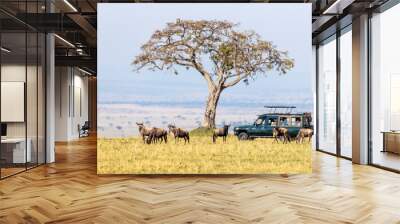 Unidentifiable tourists in a safari vehicle watch white-bearded wildebeest in the Masai Mara, Kenya, during the annual Great Migration. Wall mural