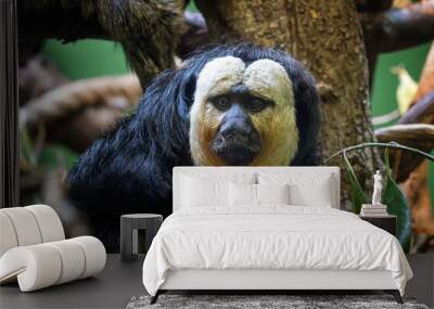 White-faced saki, pithecia pithecia. This is an adult male and is indigenous to the Amazon rainforest and South America. Wall mural