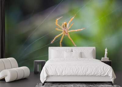 Close up of Spider on Net with blurred nature background Wall mural