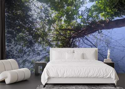 trees and sky Wall mural